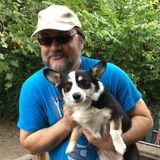 Pet care, dog walks, cat visits.