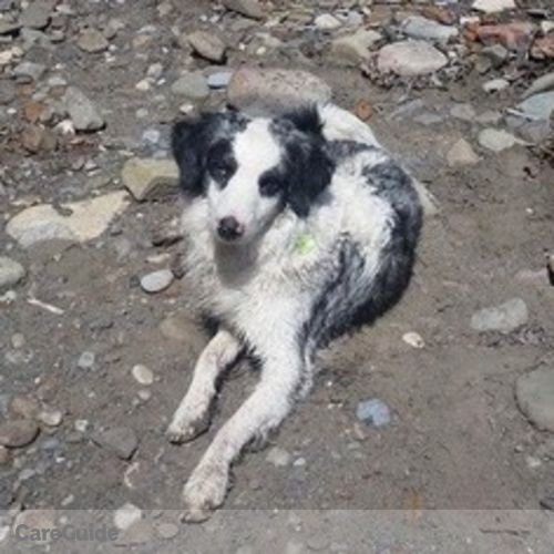 Pet Care Provider Celest S's Profile Picture