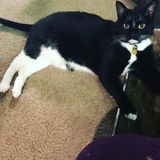 Cat sitter wanted for Fri August 10-Sat. August 11!