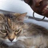 For Hire: Capable Cat Sitting Professional in The Bronx