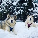Dedicated and flexible dog Walker/Sitter in Tobyhanna