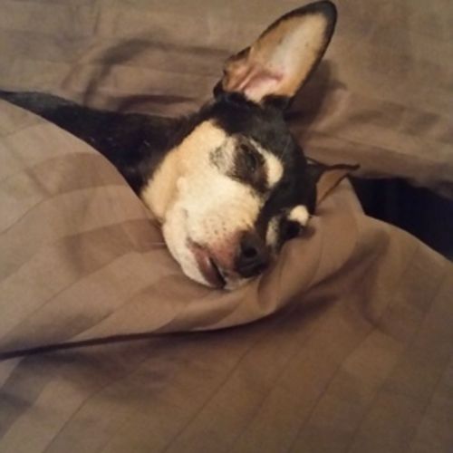 House Sitter Provider Rae B's Profile Picture