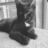 Looking For A Pet Sitter? Here I Am