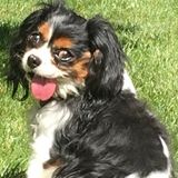 Available: Loving and Knowledgable Pet Care in Wayne NJ and surrounding area.