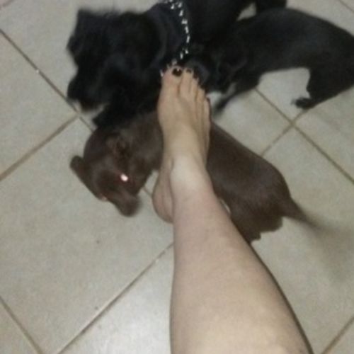 Pet Care Provider Christina T's Profile Picture