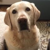 Tewksbury, Massachusetts overnight dog sitter needed for a lovable lab!