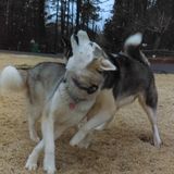 Great Pet Care Provider. Love all animals, I have 2 Siberian Huskies and 3 cats.