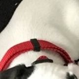 We are looking for a sitter for 5 cats and a young puppy called Snoopy