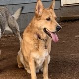 Marietta Pet Sitter Posting