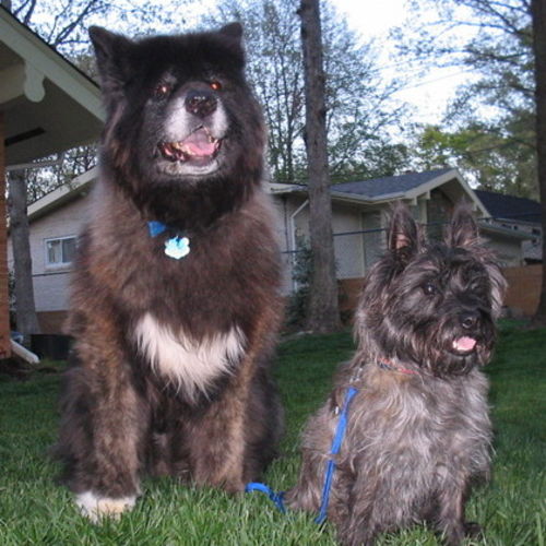 Pet Care Job Lisa Shannon's Profile Picture