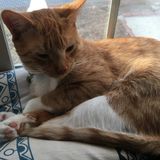 Wakefield Pet Walker and Sitter! 13 years old and a year of experience!