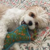 Available 24/7! Pet Sitting and Dog Walking Services