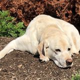 Quality dog walking and pet care for busy families short on time.