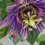 Hello my name is Heather & I'm interested in your gardening job. I love gardening & working with the Earth!