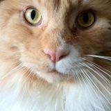 I am a retired English teacher looking for occasional work taking care of animals and houses.