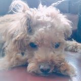 Opportunity for Markham, Ontario Dog Sitter/walkers