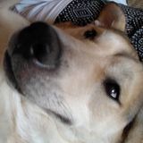 Seasoned pet groomer