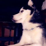 I am Gracia, a State College Dog Sitter Available For Being Hired.