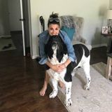 Reliable Dog Walking Available