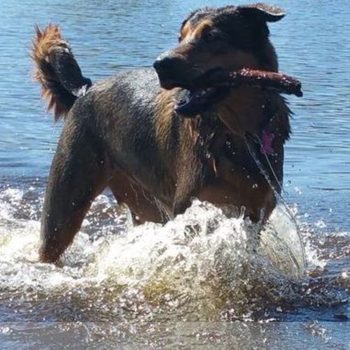 Pet Care Provider Jenn L's Profile Picture