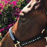 Job Opportunity: Franklin Petsitter