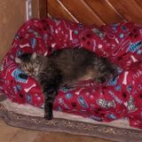 Very knowledgeable caring pet sitter, I'm a very dependable person that enjoys morning and evening walks. In jacksonville