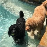 Love and caring for animals; playtime and exercise is key plus making sure every pet owner is happy with the results