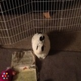 Looking for a pet sitter
