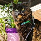 Kind care for pets of all kinds.