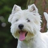 Seeking a Pet Service Provider Job in Ottawa, Ontario