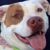 Insured, Bonded, Background Checked, Professional Pet Sitter.