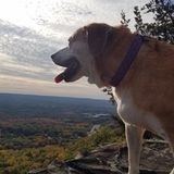 Excellent, animal loving sitter in Middlefield