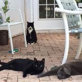 Cat sitter