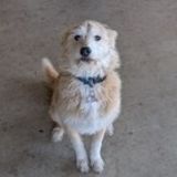 Happy to walk and watch over your furry friends :)