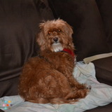 Dougs Dawg Sitting And Other Pet Services
