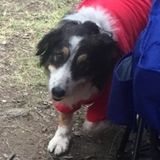 Loving & Responsible Petsitter for Seniors