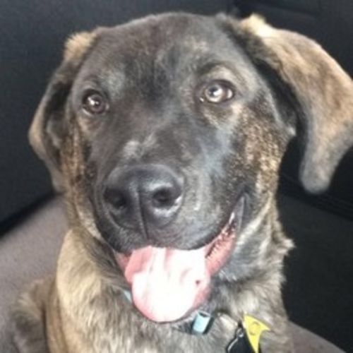 Pet Care Job Megan Wharry's Profile Picture