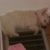 Able to give medication and special attention to my puppy who has special needs.