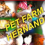 PET FARM is offering Pet Sitting and Pet Boarding for domestic and farm animals.