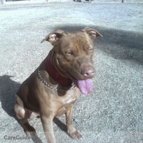 Pet Care Provider Paul T's Profile Picture