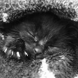 Available For a Petsitter Job in Bakersfield, California
