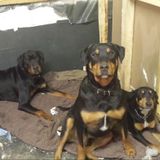 Owner of 3 beautiful dogs willing to take care of any animals you may have
