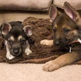 Pet Sitter Wanted in Waldorf