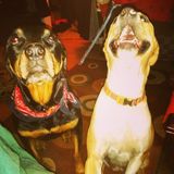 For Hire: Well Trained Pet Supervisor in Long Beach, California