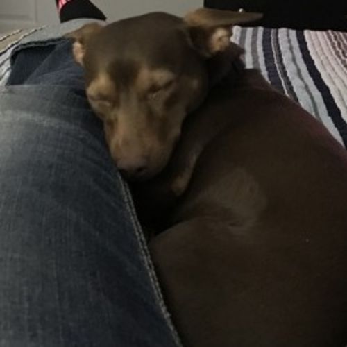Pet Care Provider Jodi M's Profile Picture