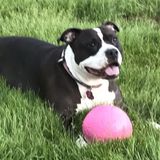Dedicated Dog Walking Available