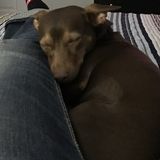 Treat your dog they way I treat my dog!