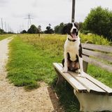 Dog walking!