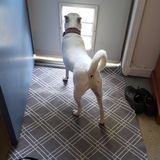 Seasoned Pet Sitting Available