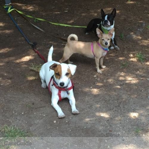 Pet Care Provider Melissa Nardone's Profile Picture